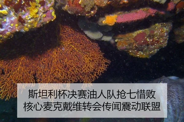 斯坦利杯决赛油人队抢七惜败 核心麦克戴维转会传闻震动联盟